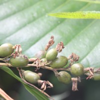 Alpinia nigra (Gaertn.) Burtt